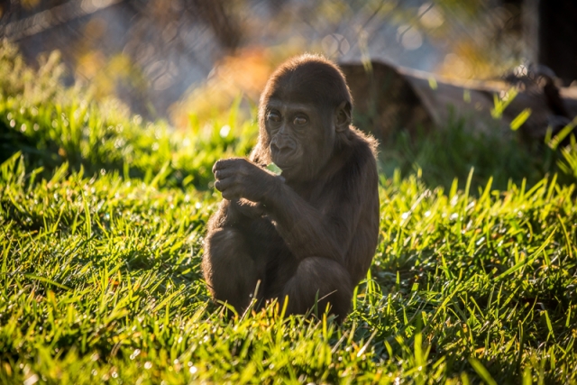 Baby gorilla in the Gorilla Forest exhibit, Como Zoo