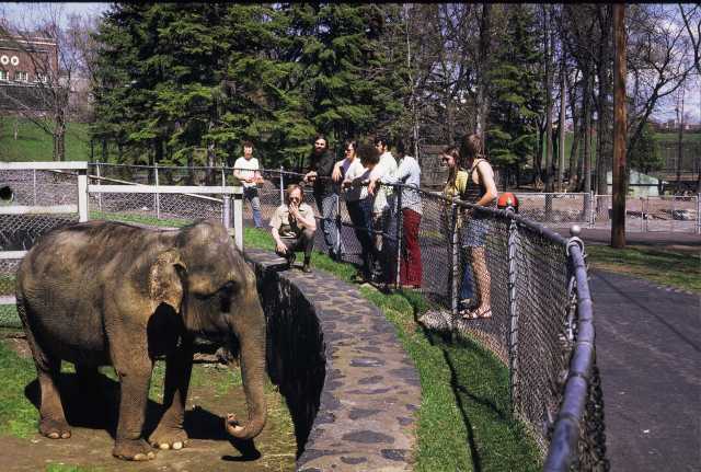 Photograph of Bessie the elephant at the Lake Superior Zoo, 1974.