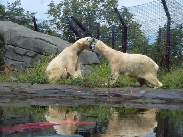Polar bears Buzz and Neil in their habitat at Como Zoo