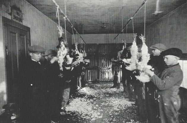 Black and white photograph of students plucking feathers from chickens during a class about how to judge and butcher livestock, 1920s.