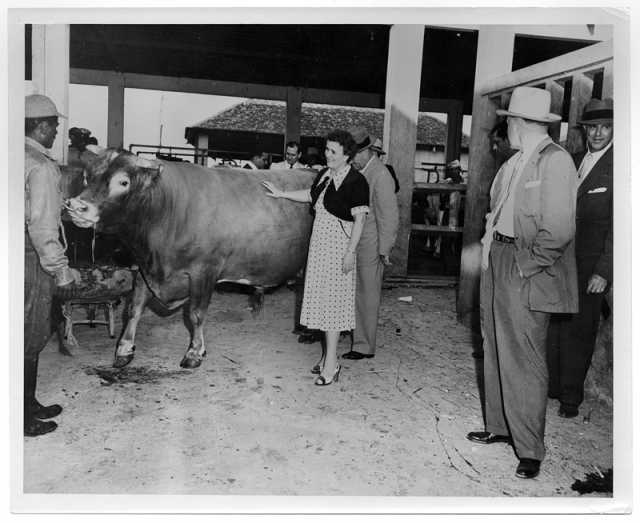 Photograph of Coya Knutson and a cow