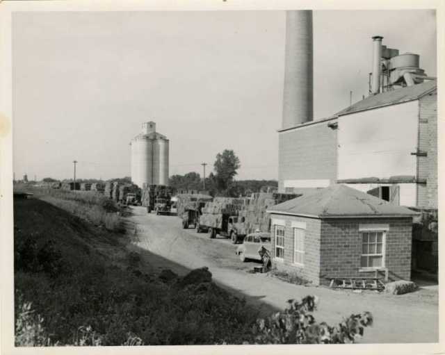 Schweitzer Flax Plant, ca. 1950