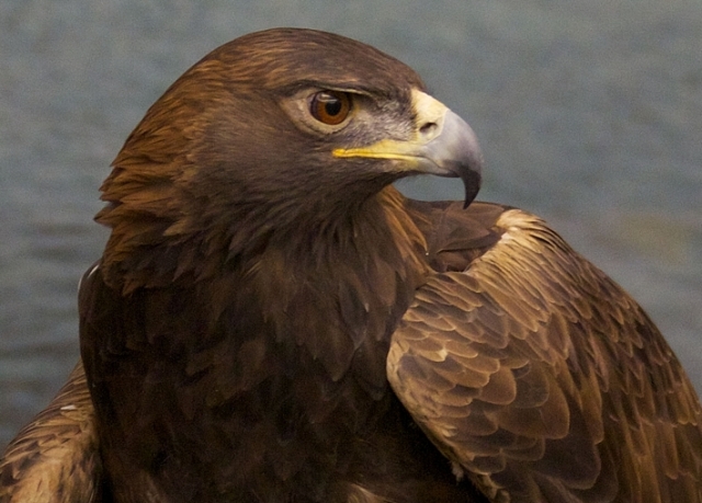 Color image of Donald, a male golden eagle and National Eagle Center ambassador.