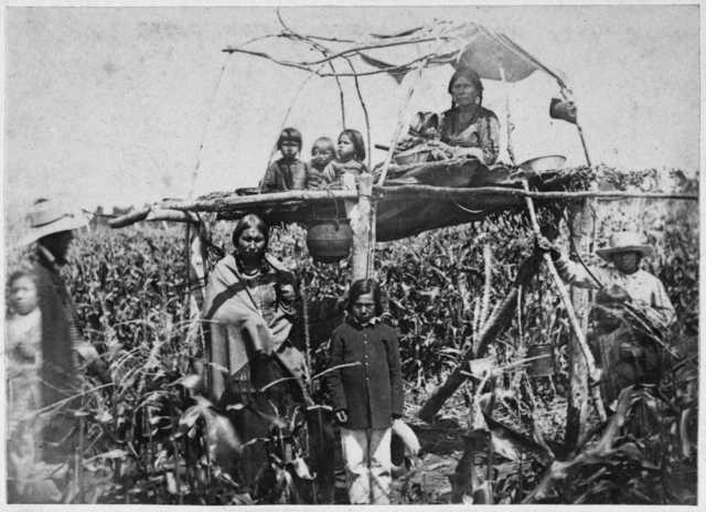 Black-and-white photograph of Dakota women and children guarding corn from blackbirds, August 1862.