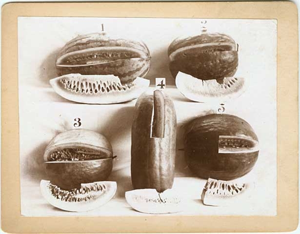 Black and white photograph of watermelon display at the Minnesota State Fair, 1895. 