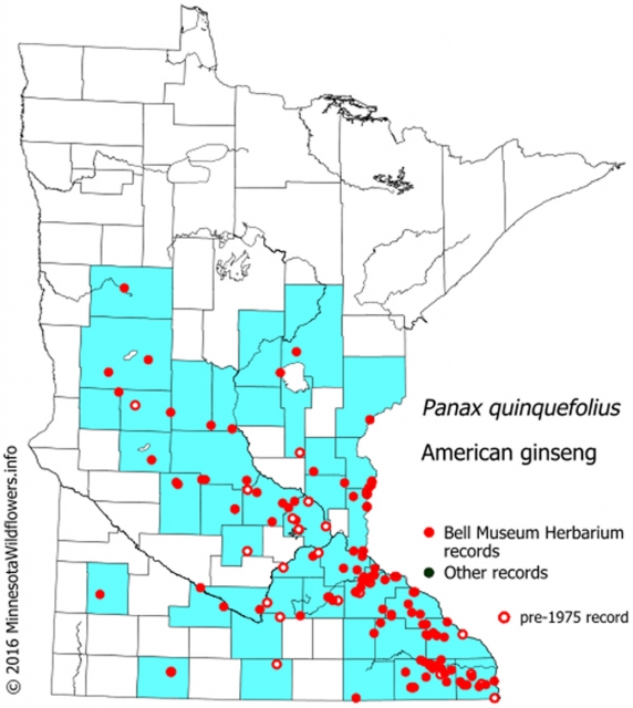 This map shows where ginseng is found within the state. The data were gathered from Bell Museum Herbarium records. 