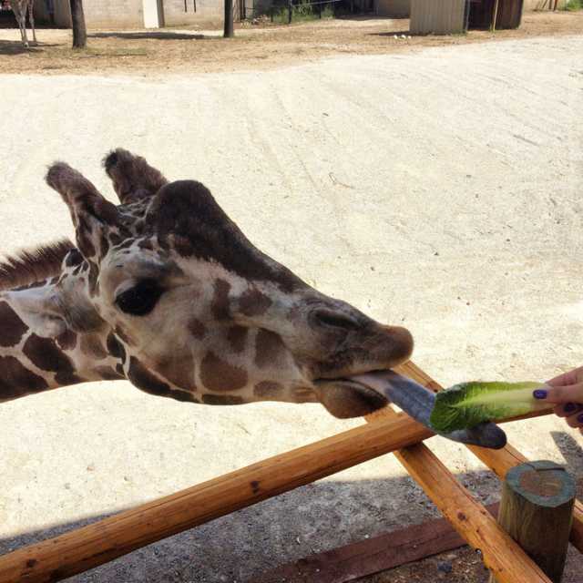 A giraffe at the giraffe feeding station at Como Zoo