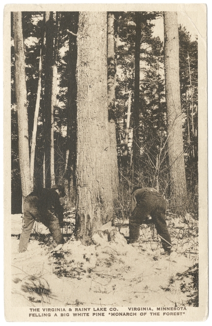 Lumberjacks fell a white pine, the “Monarch of the Forest,” for the Virginia and Rainy Lake Company, ca. 1928.