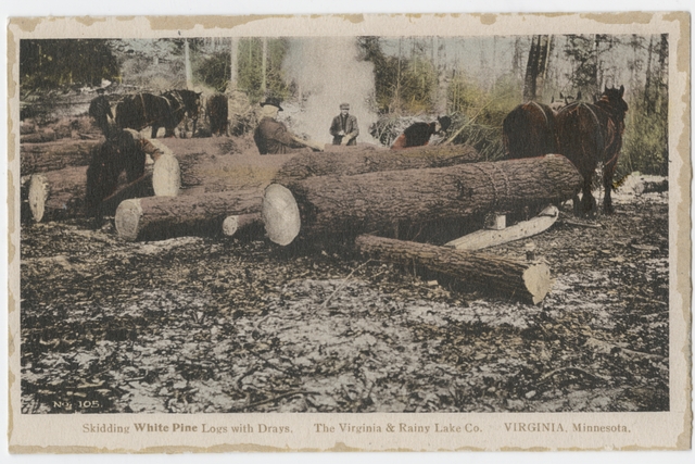 Skidding white pine logs with drays. Virginia and Rainy Lake County, Virginia, Minnesota, ca. 1928.