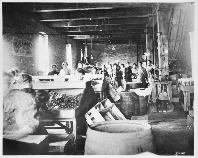 Black and white photograph of M. A. Gedney Compnay workers and vinegar barrels, c.1912.
