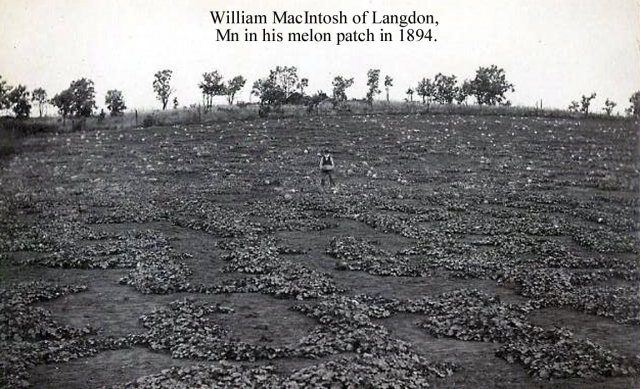 Black and white photograph of William Mackintosh, father of R. S. Mackintosh, in his melon patch, 1894. 