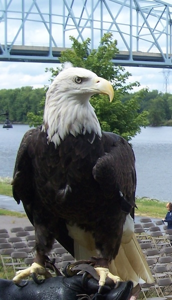 Color image of Harriet, a female bald eagle and one of the National Eagle Center's first ambassadors.