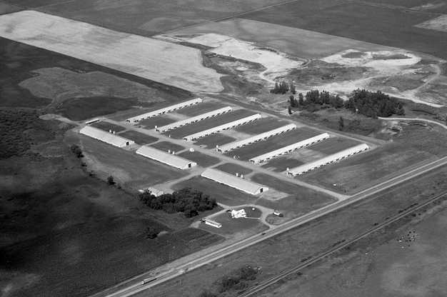 Black and white photograph of a turkey farm, Atwater, 1973. Photograph by Vincent H. Mart.