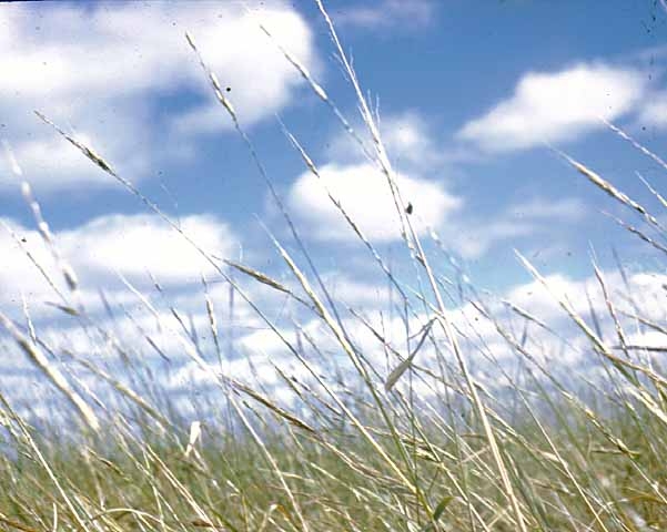 Wild rice growing at Nett Lake