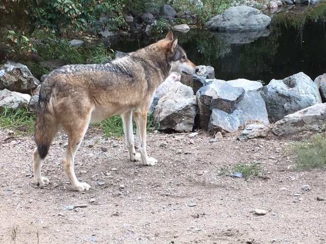 Boltz, an ambassador wolf