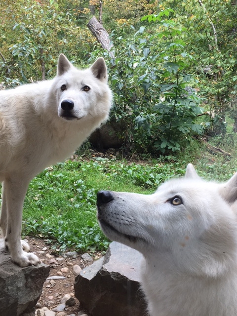 Arctic wolves