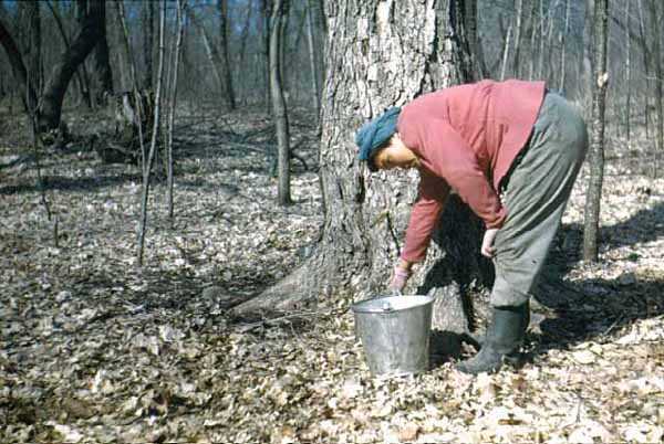 Color acetate film slide of Violet Weyaus gathering maple syrup on the Mille Lacs Reservation on April 19, 1947. Photographed by Monroe P. Killy.