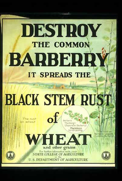 Publicity poster to promote destruction of barberry bushes—an example of public education about barberry eradication. Date unknown.