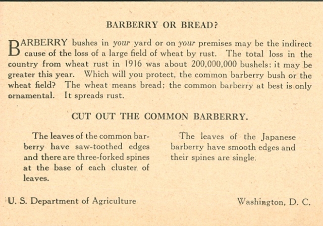 Informational circular to promote destruction of barberry bushes, ca. 1920s.