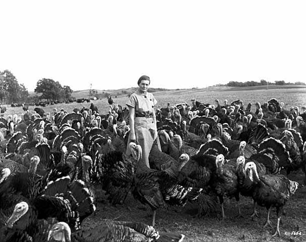 Black and white photograph of a woman with turkeys, 1952.  Photograph by Norton & Peel.