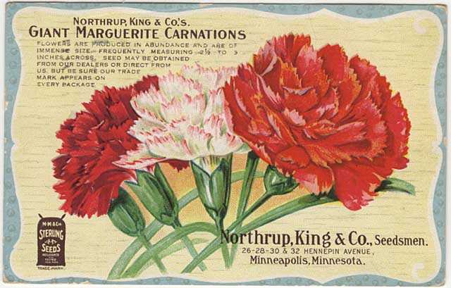 Postcard advertising Northrup, King and Company carnations