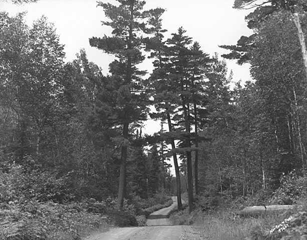 A stand of native pines towers over the Gunflint Trail. Photograph by Norton & Peel, July 5, 1932.