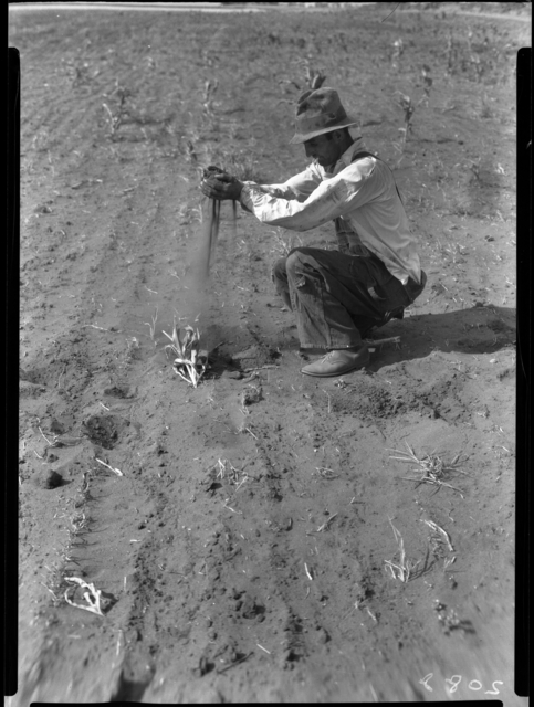 Black and white photograph of a combination of cut worms and heat has destroyed the corn on this farm, six miles east of Appleton in Swift County, 1936.