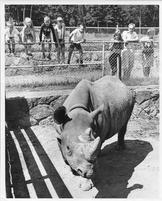 Photograph of a rhinoceros at the Lake Superior Zoo