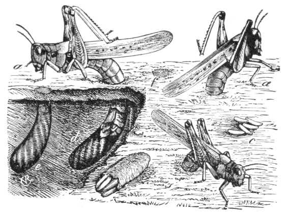 An illustration of an adult female locust placing her eggs in soil, 1877.