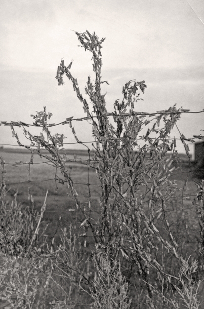 Black and white photograph of grasshoppers waiting for the temperature to rise before moving into a corn field in Marshall, Minnesota, ca. 1930s.