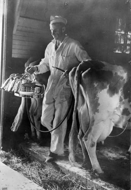 Black and white photograph of a farmer adjusting a milking machine on a Dakota County dairy farm, 1939. Photographed by Arthur Rothstein, Farm Security Administration.