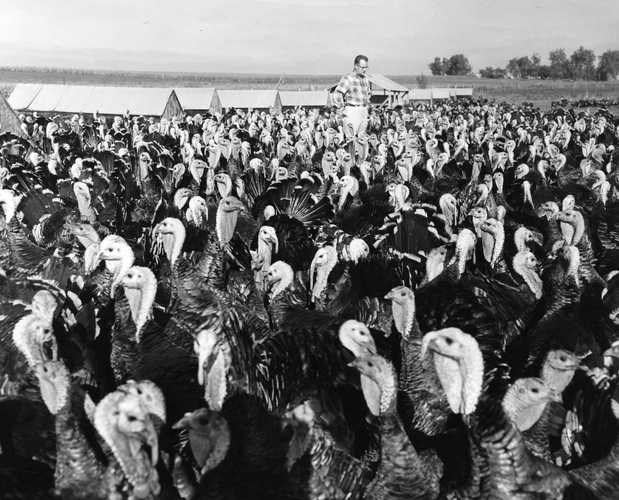 Black and white photograph of a turkey farm at Worthington, Minnesota, ca. 1960. 