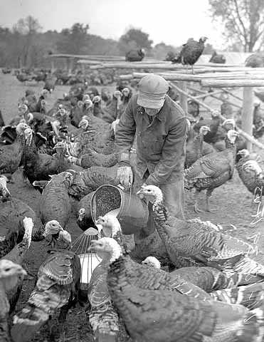 Black and white photograph of a man feeding turkeys, ca. 1930. Photograph by Minneapolis Journal.