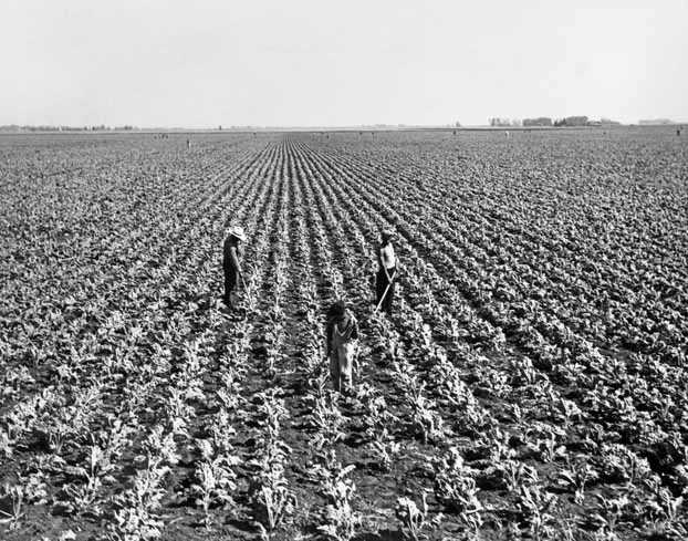 Black and white photograph of Sugar beet cultivation in the Red River Valley, ca. 1940.