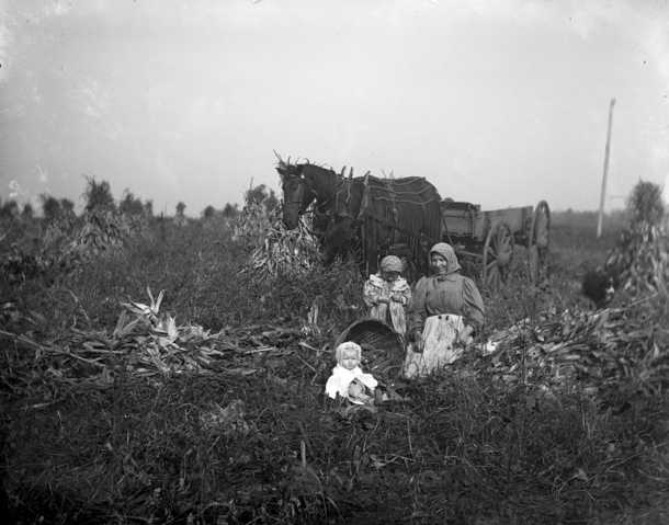 Women and children among corn shocks, McLeod County, ca. 1900.