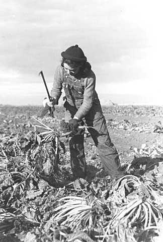 Black and white photograph of a Sugar beet worker near Fisher, Minnesota, photographed by Russell Lee in October 1937.