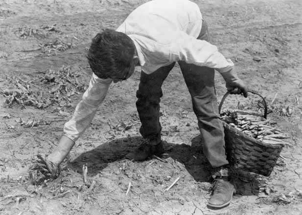 Black and white photograph of a Mexican American migrant farm worker harvesting asparagus near Owatonna, ca. 1955.