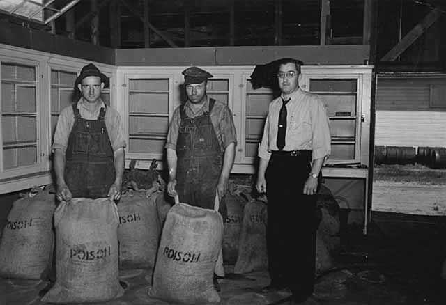 Black and white photograph of WPA workers with grasshopper bait for distribution to farmers, 1937.