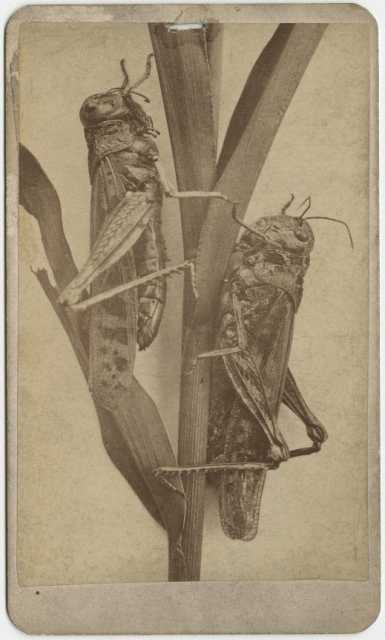 Minnesota locusts of the 1870s