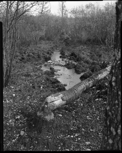 Savanna Portage Trail, 1962. Photograph by Eugene D. Becker.