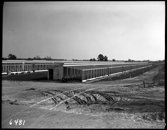 Rearing pens at the Carlos Avery Game Farm