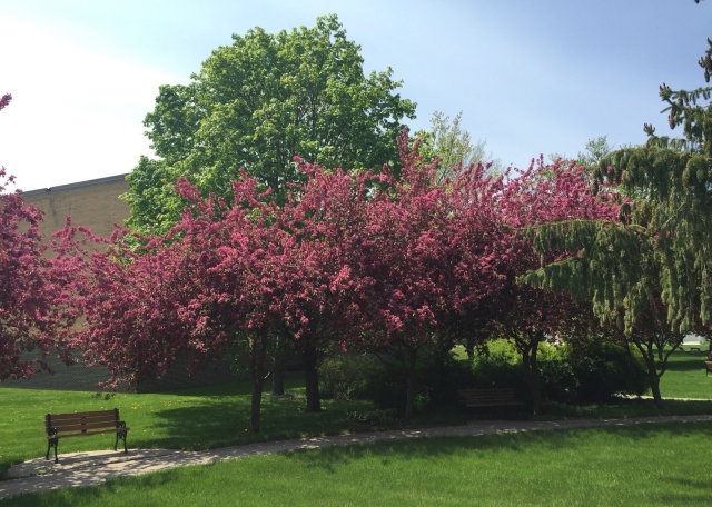 Photograph of Selvig Park in the spring