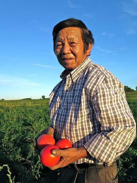 Wang Ger Hang harvesting tomatoes