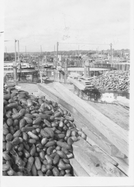 Black and white photograph of the exterior of the Chaska pickling factory showing the vats used to brine the pickles, undated.