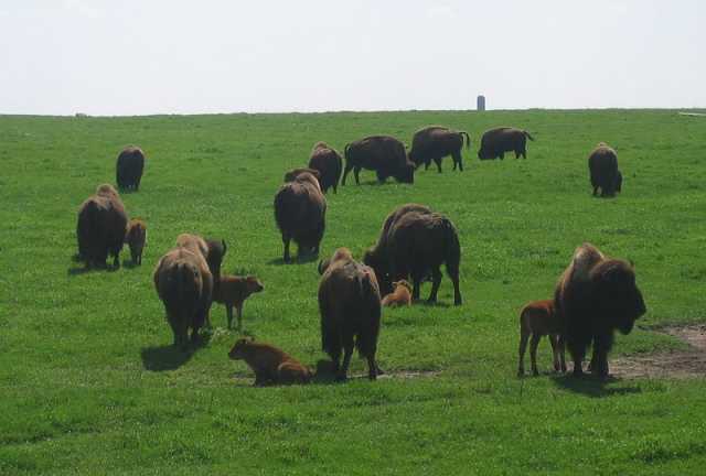 Color image of adult bison and calves at Blue Mounds State Park, 2007. Photograph by Wikimedia Commons user Rigadoun. 