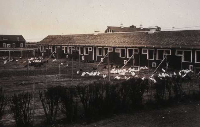 Black and white photograph of chickens outside of their coops on the NWSA campus, 1920s.