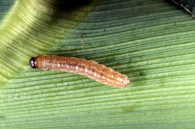 Color photograph of a European corn-borer caterpillar.