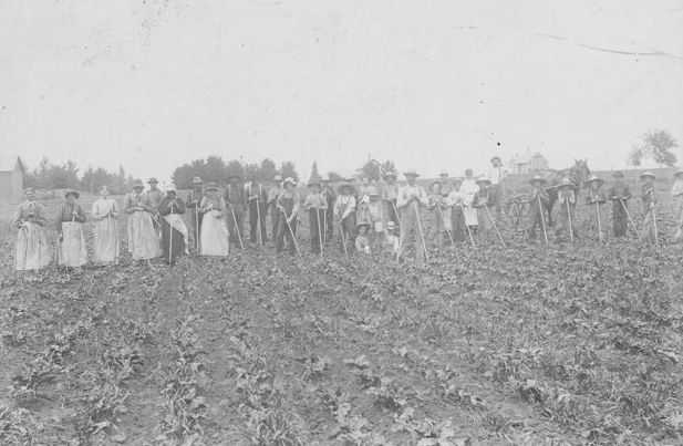 Black and white photograph of workers hoeing sugar beets in a field in Carver County. Date and photographer unknown. 