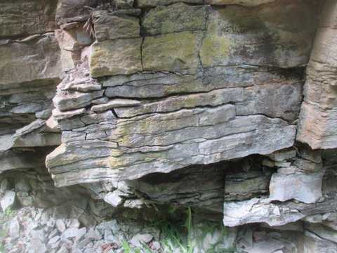 Color image of a Platteville limestone seam in Fort Snelling State Park, 2016. Photograph by Paul Nelson. 