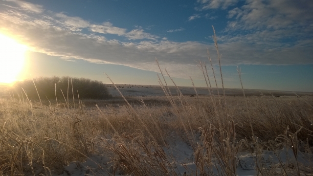 Color image of a frozen prairie with distant bison herd, 2014. From the photograph collection of the Minnesota Department of Natural Resources. 